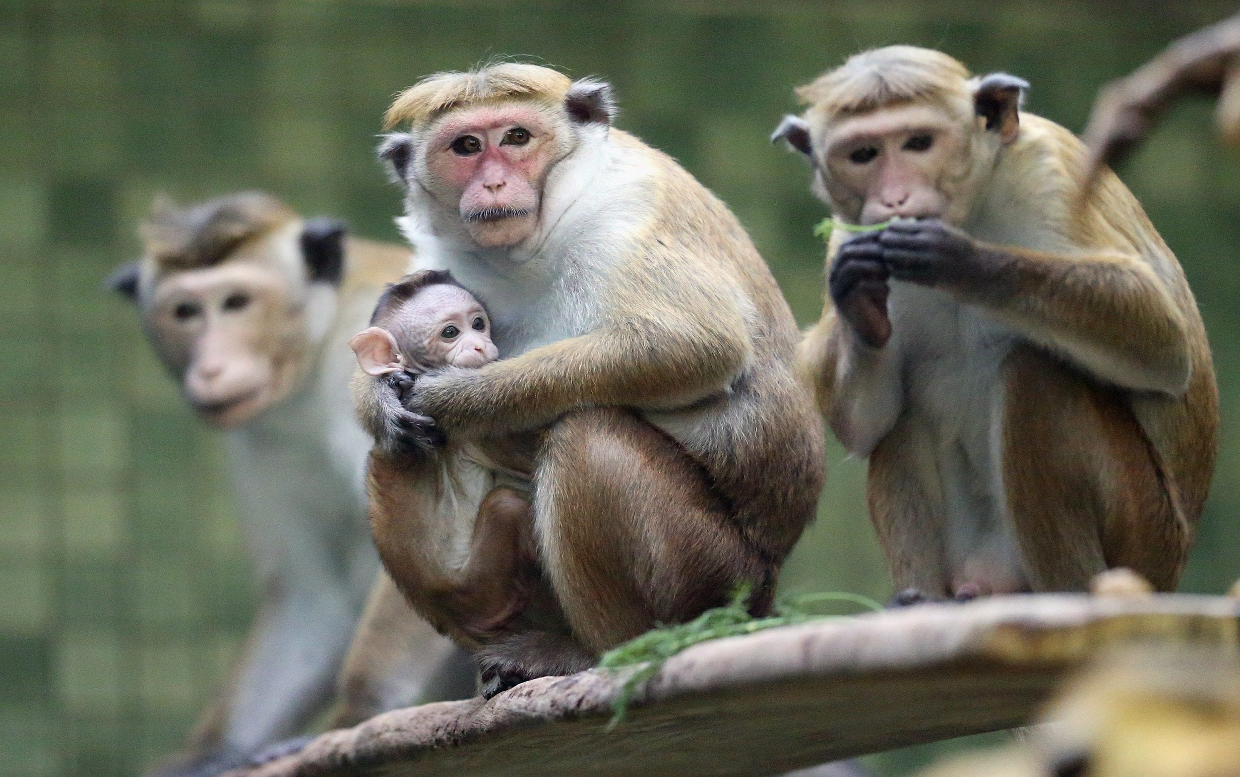 Read more about the article How Energy Healing helped us with Monkeys
