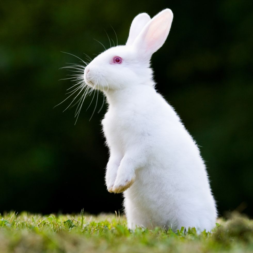 Read more about the article A lesson from the rabbit of Mahabharatham